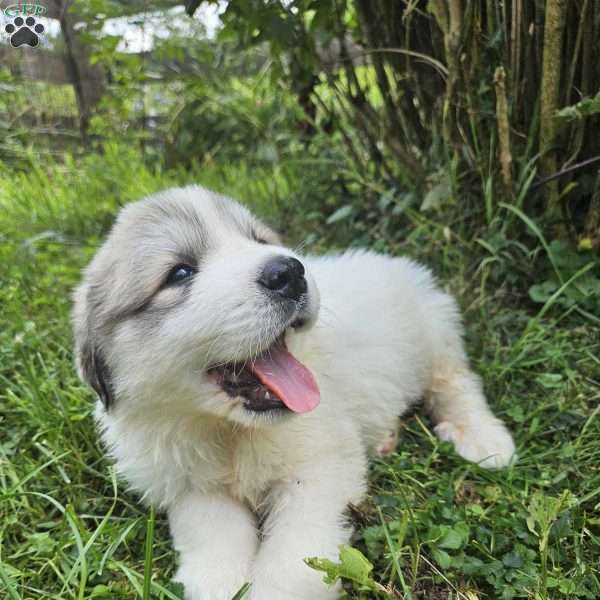 Yawn, Great Pyrenees Puppy